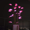Magic Aquarium Plant Light